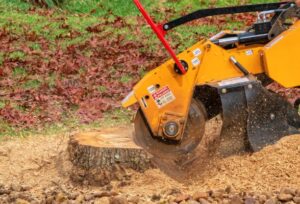 stump removal experts Adelaide